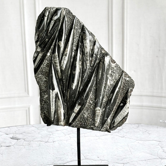 Orthoceras Free Standing Slab with Stand - 6.5 Kg | Associated with Telepathy, Grounding , Transformation & Past lives