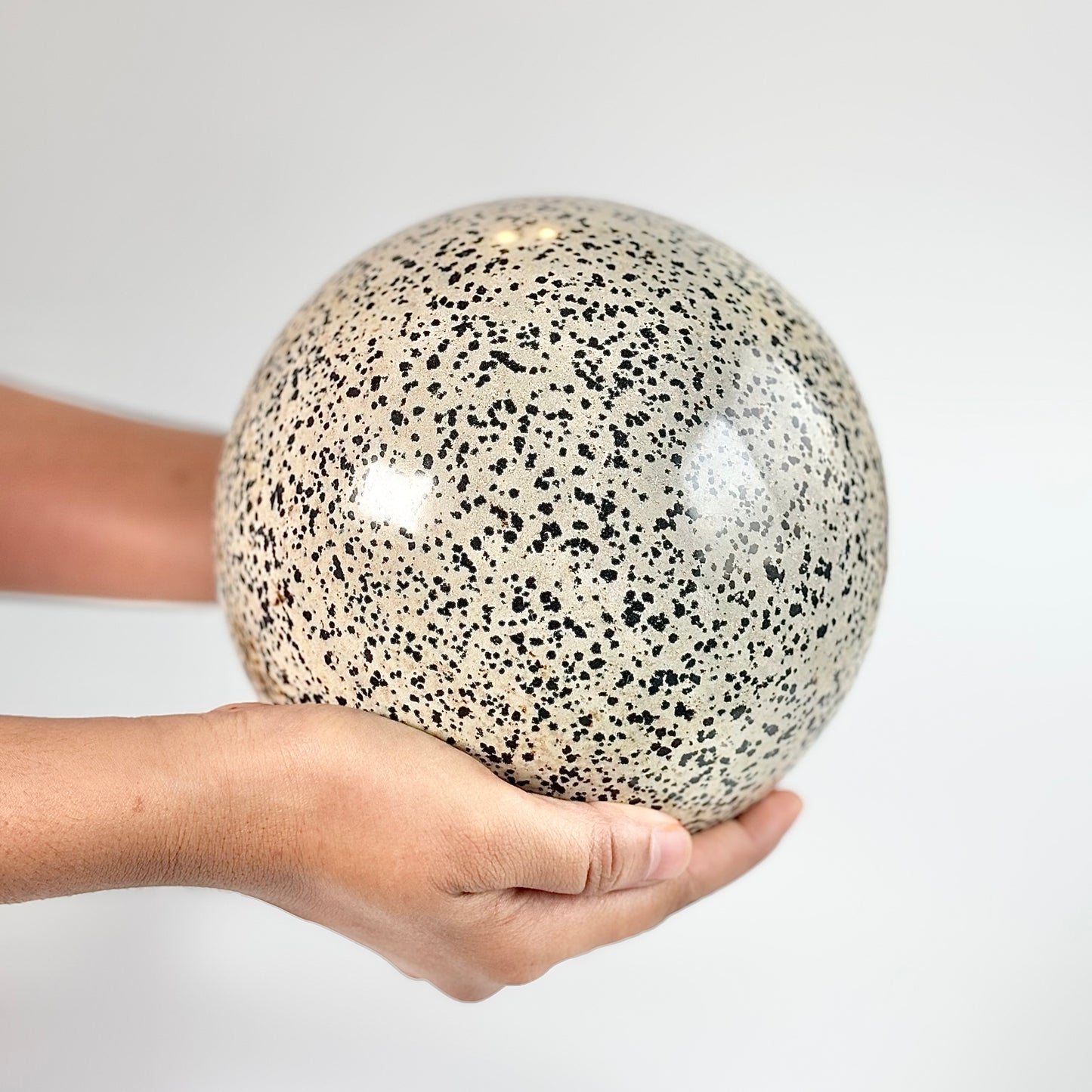Dalmatian Jasper Extra Large Sphere - 5 Kg | Promotes Joy & Release Negativity