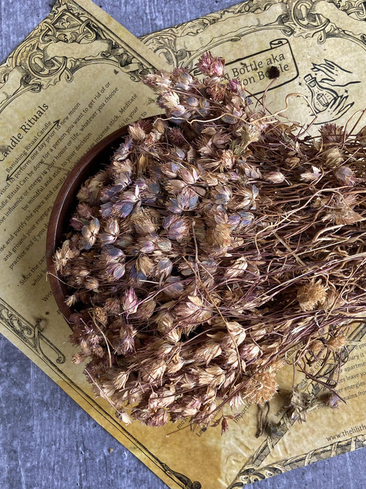 Vervain - 30Gm Herbs & Roots