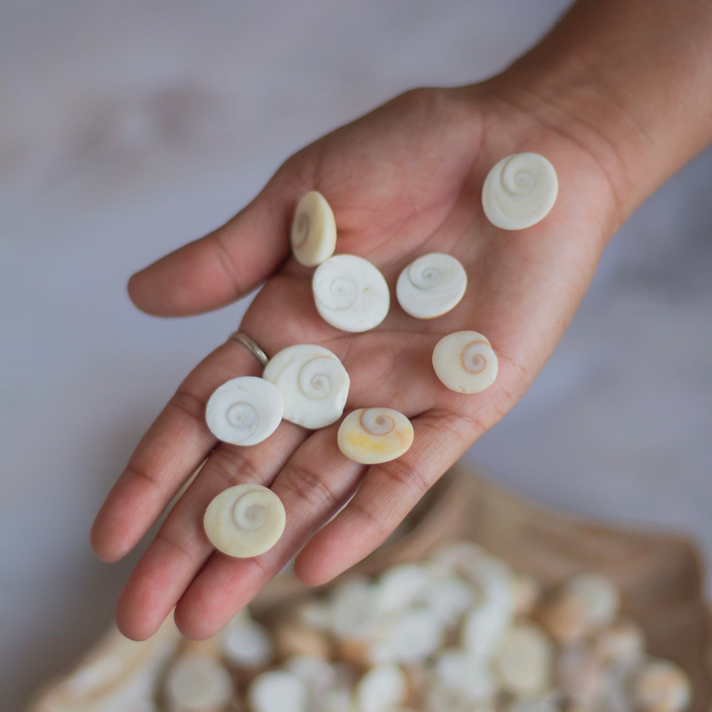 Gomti Chakra - Set of 7 | Wealth & Prosperity
