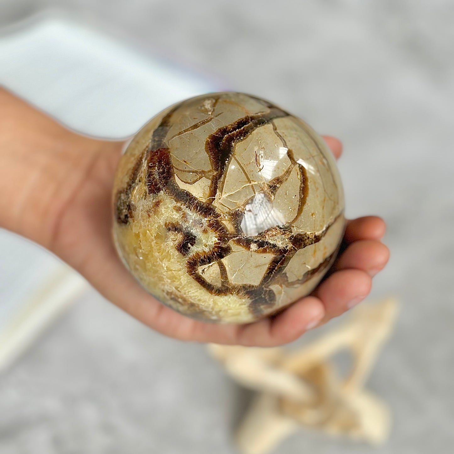 Septarian Sphere with Druzy | Helps with Past & Current Life Regression