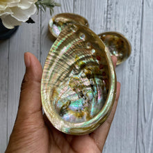Load image into Gallery viewer, Small size Abalone Shell - 3 Inches approx