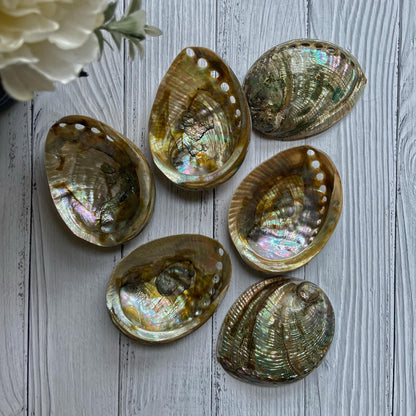 Medium Size Abalone Shell - 3.5 Inches Approx Altarware | Altar
