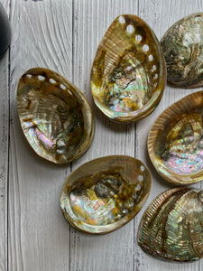 Medium Size Abalone Shell - 3.5 Inches approx