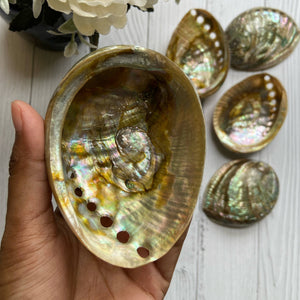 Medium Size Abalone Shell - 3.5 Inches approx