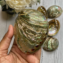 Load image into Gallery viewer, Medium Size Abalone Shell - 3.5 Inches approx