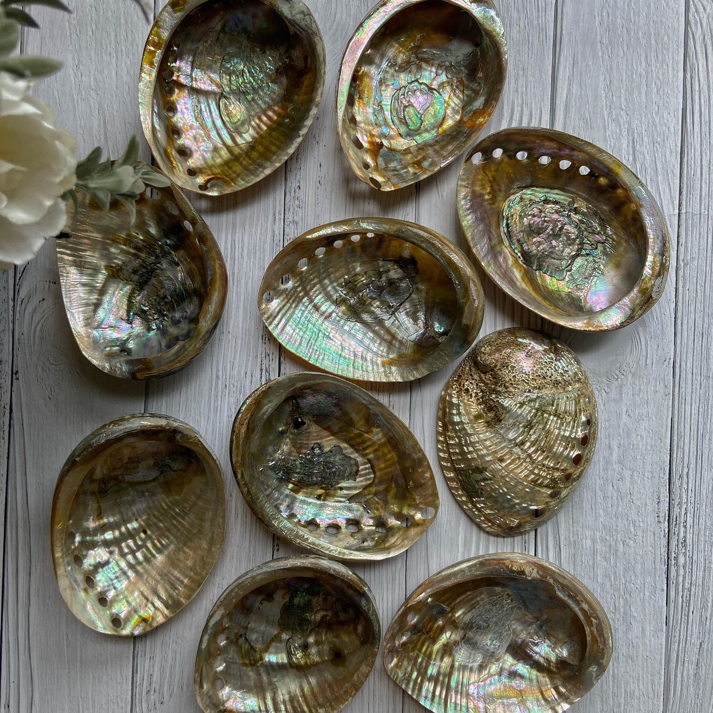 Large Size Abalone Shell - 4 Inches Approx Altarware | Altar