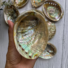 Load image into Gallery viewer, Large Size Abalone Shell - 4 inches approx