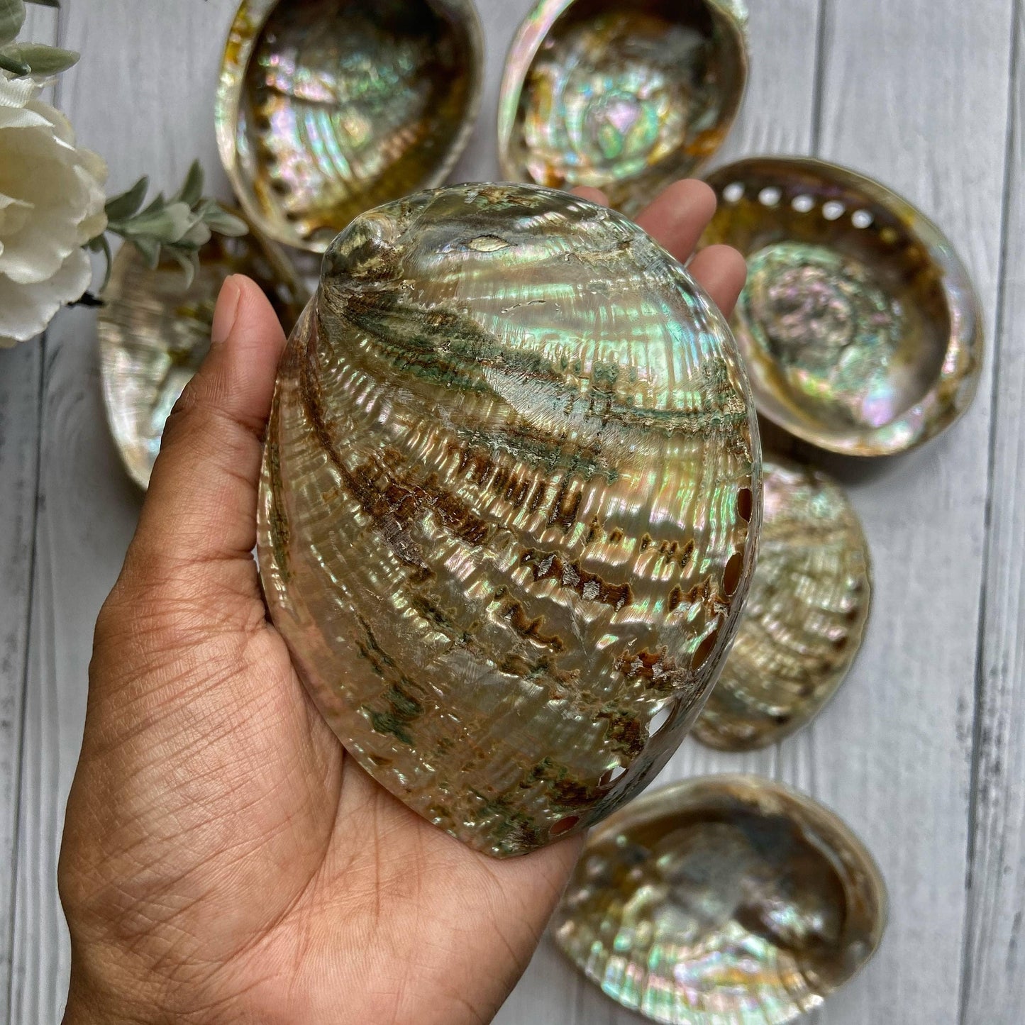 Large Size Abalone Shell - 4 Inches Approx Altarware | Altar