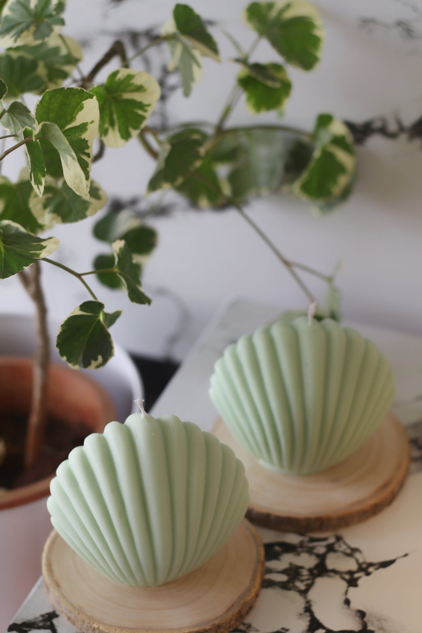 Green Shell Soy Candle