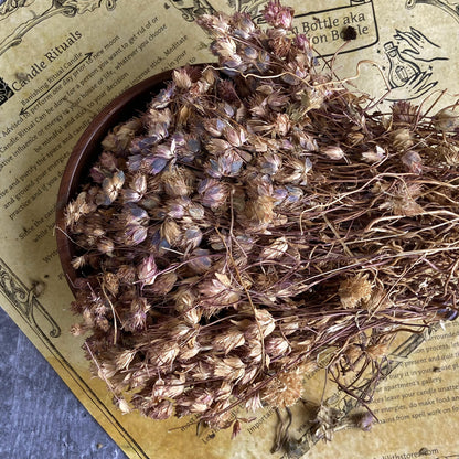 Vervain - 30Gm Herbs & Roots