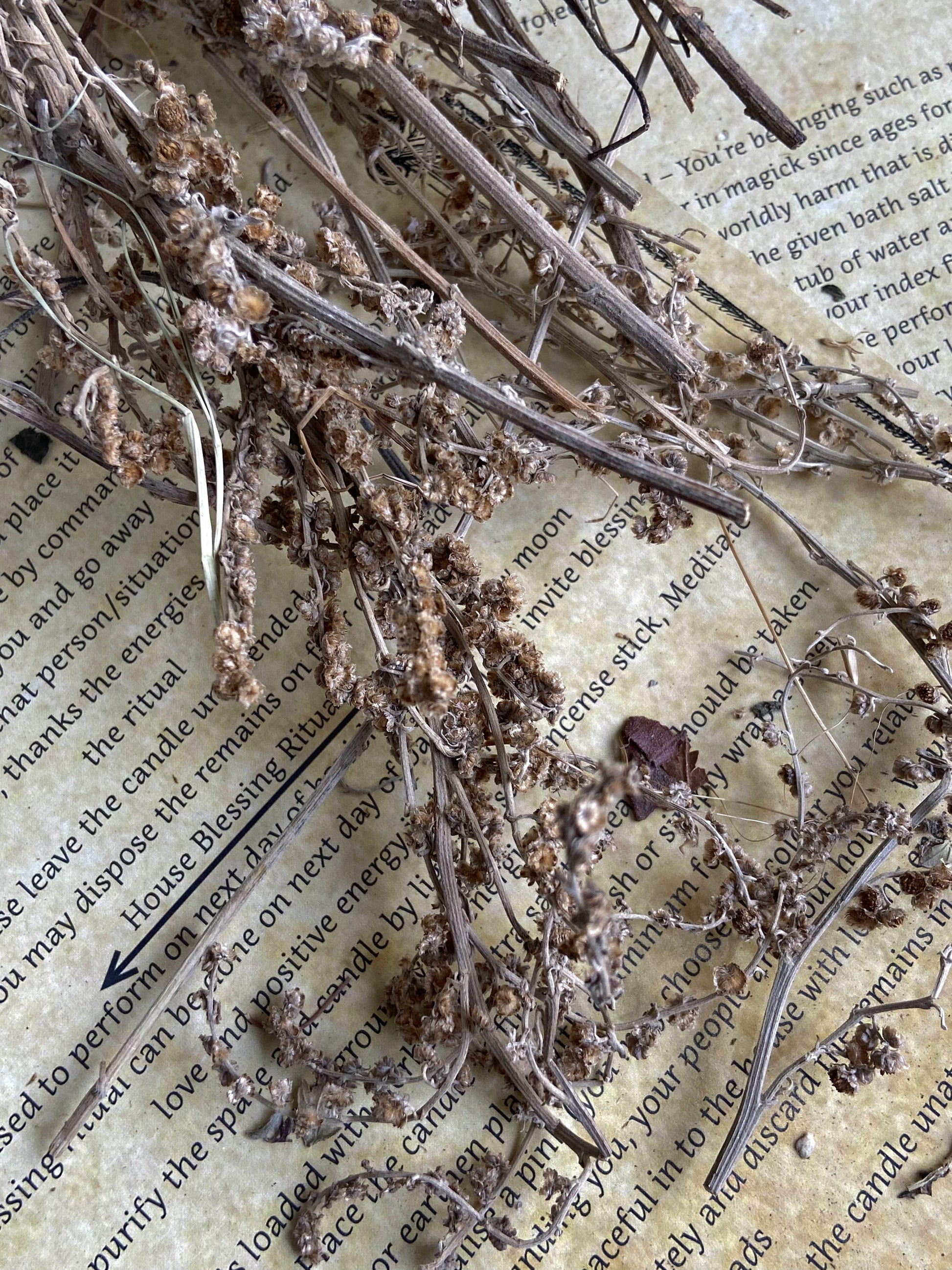 Wormwood Dried - 30 Gm Herbs & Roots
