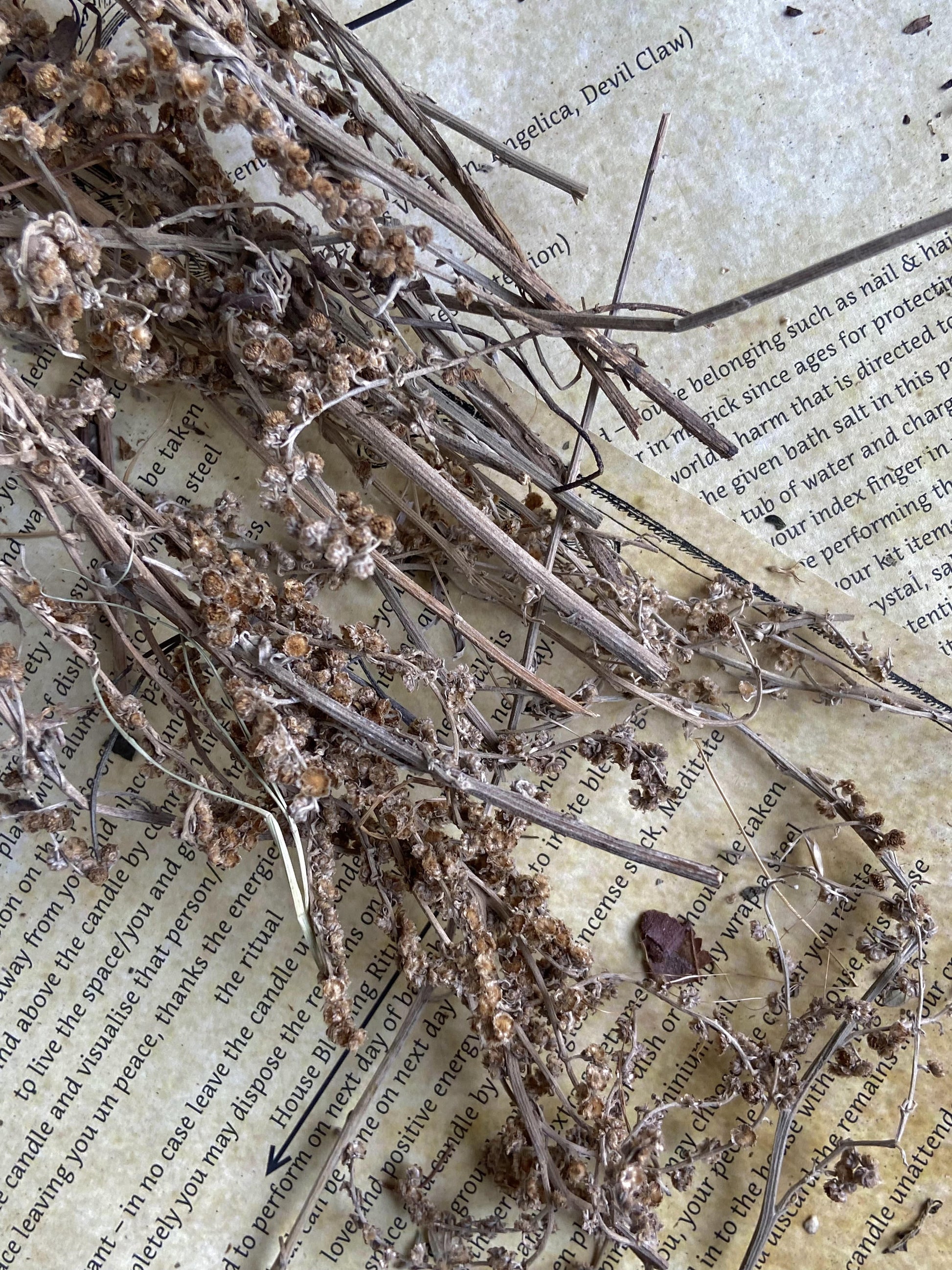 Wormwood Dried - 30 Gm Herbs & Roots