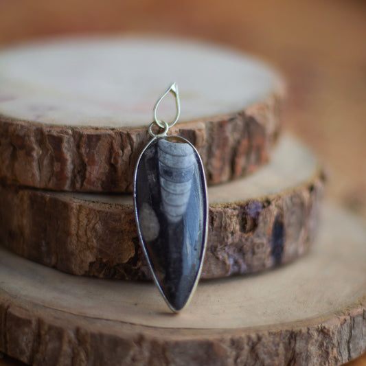 Orthoceras Fossil Pendant with Black Cord